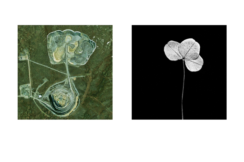 Evgeniy Molodtsov. Earth Herbarium