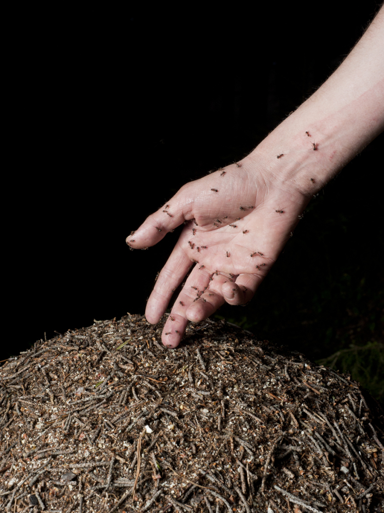 Igor Samolet. Ants, 2015