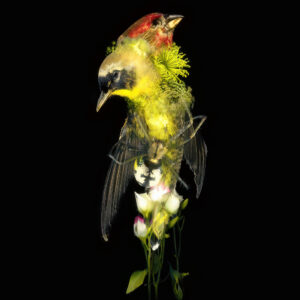 Daniil Makarov. Flowers of war III, 40×40