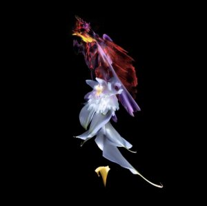 Daniil Makarov. Orchid essence. 40x40