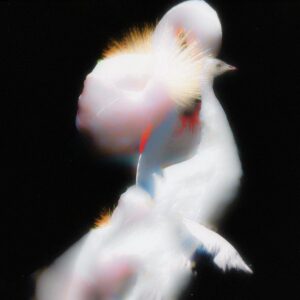 Daniil Makarov. Paradise bird, 30x30