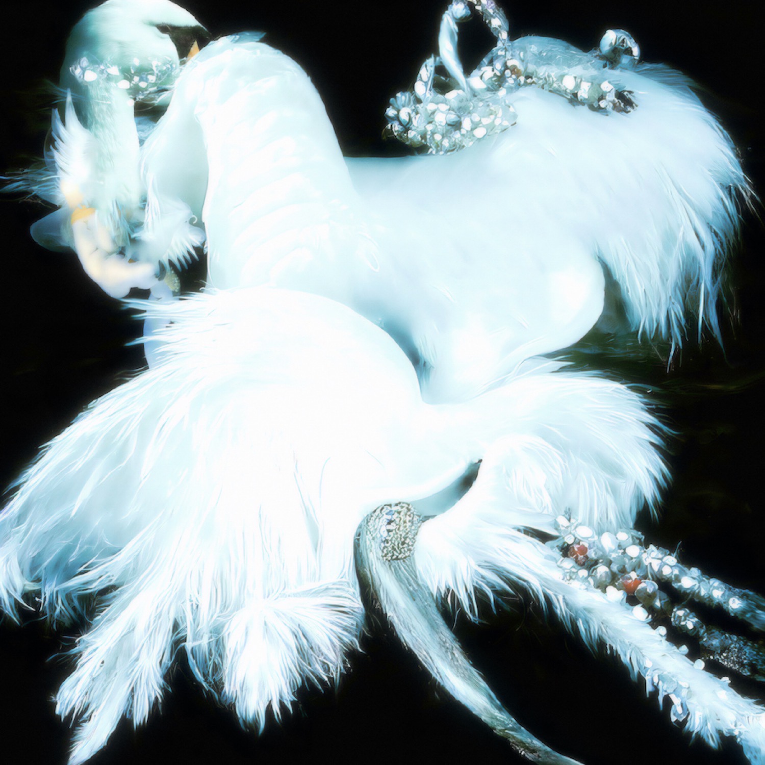 Daniil Makarov. Swan. 30x30
